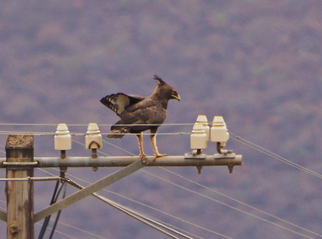 Long-crested Eagle - ML645670340