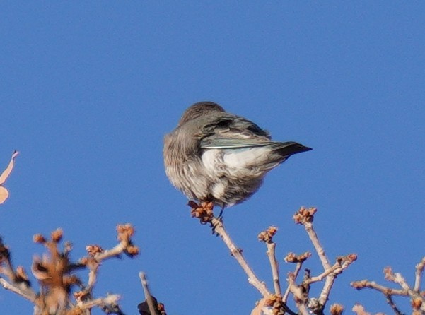 salašník horský - ML645670345