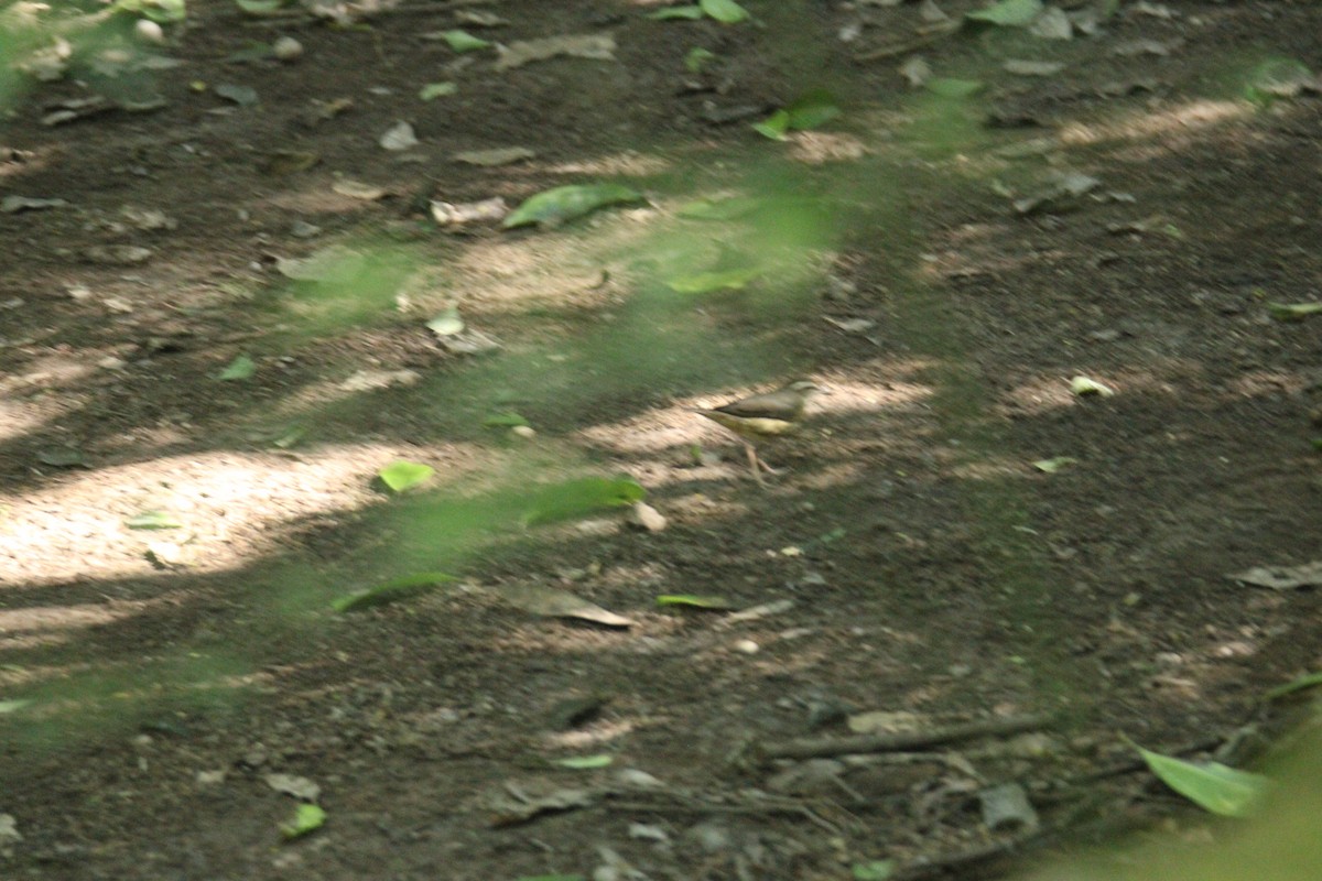 Louisiana Waterthrush - ML645670351