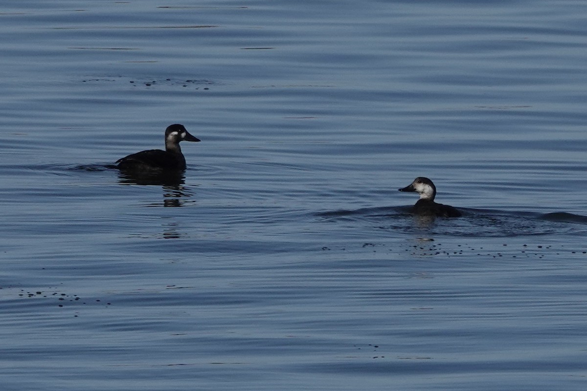 Surf Scoter - ML645670355