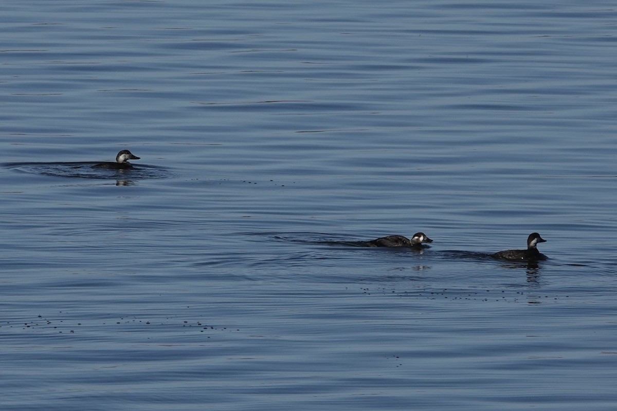 turpan žlutozobý - ML645670357