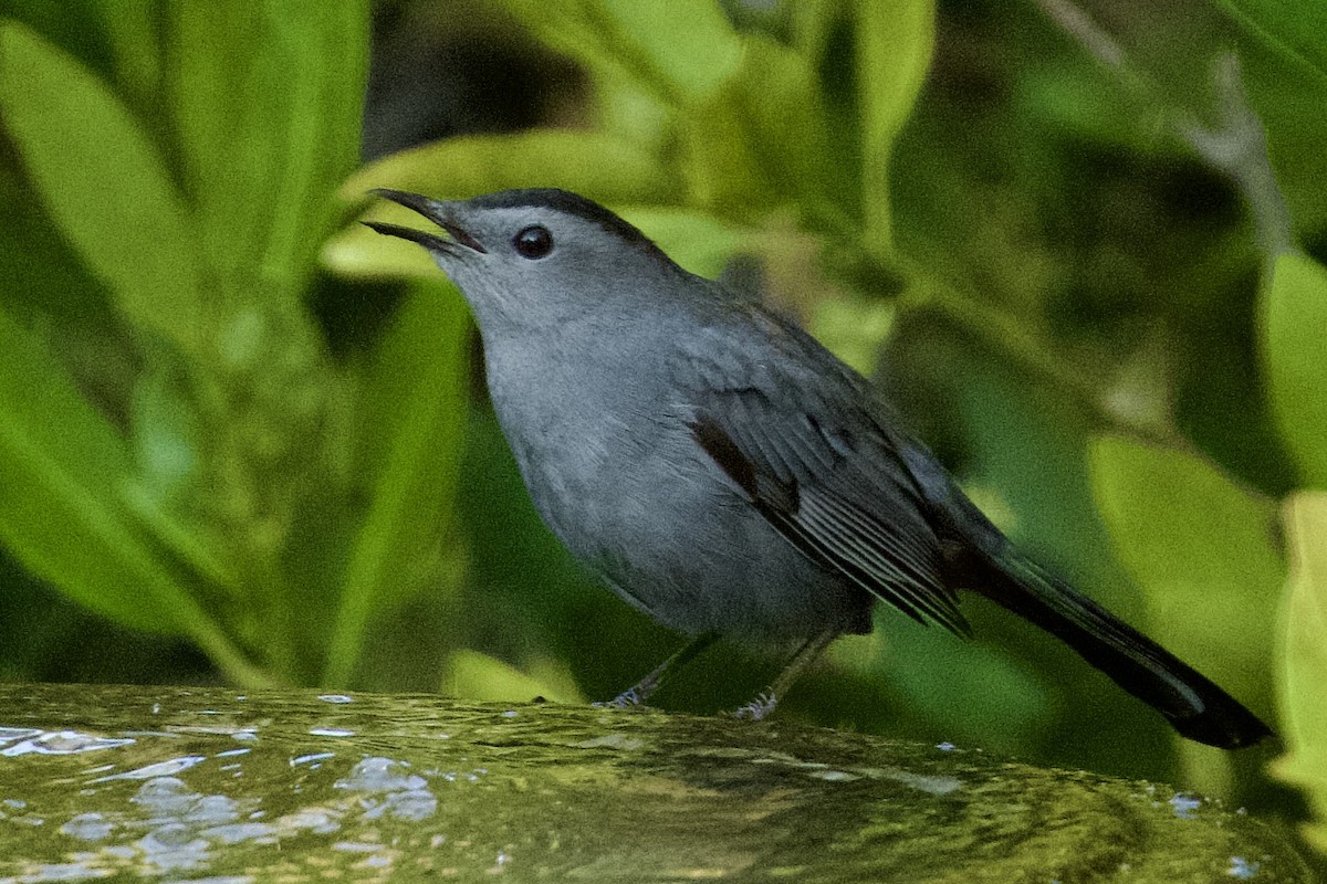 Gray Catbird - ML645670358