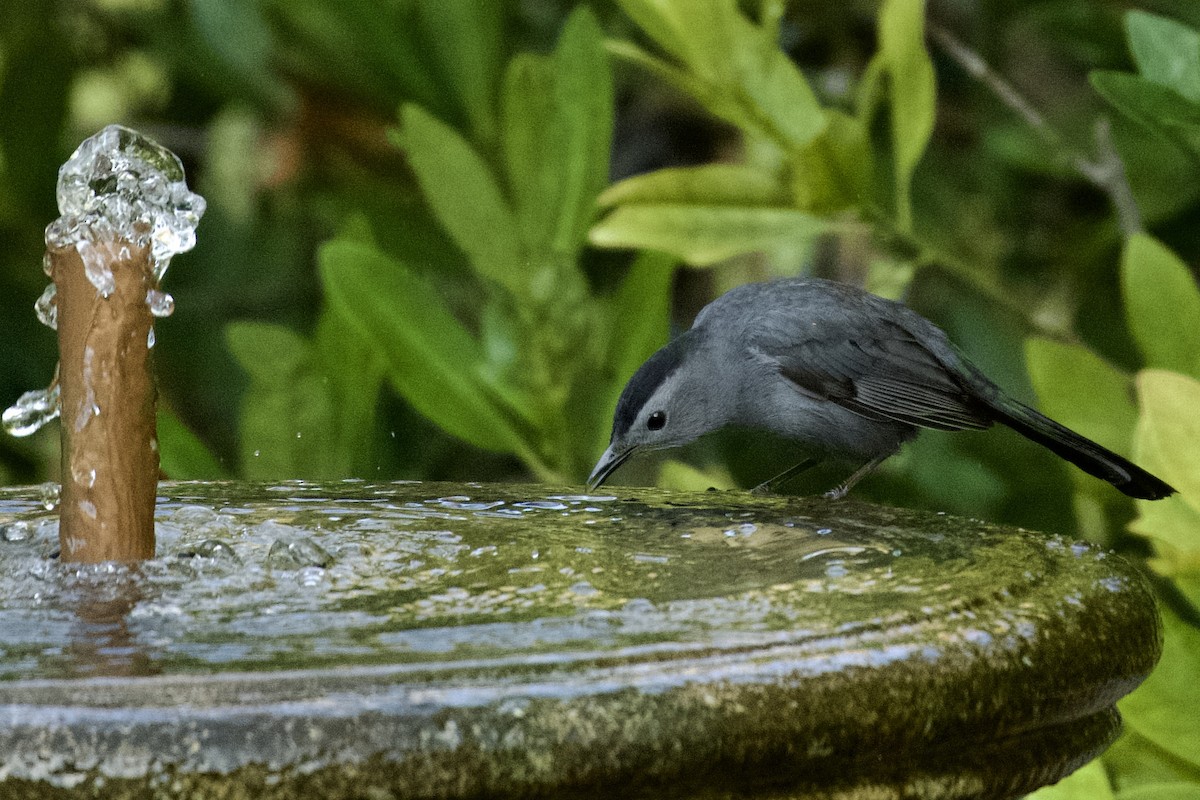 Gray Catbird - ML645670365