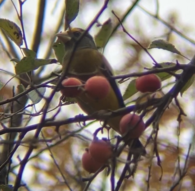 Evening Grosbeak - ML645670366
