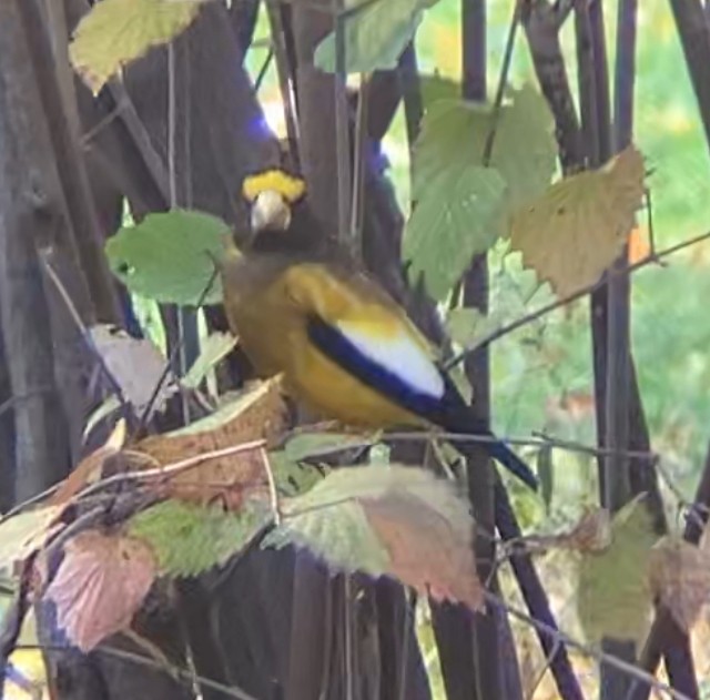 Evening Grosbeak - ML645670367