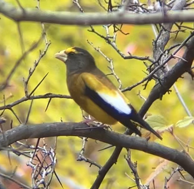 Evening Grosbeak - ML645670368