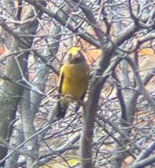 Evening Grosbeak - ML645670369