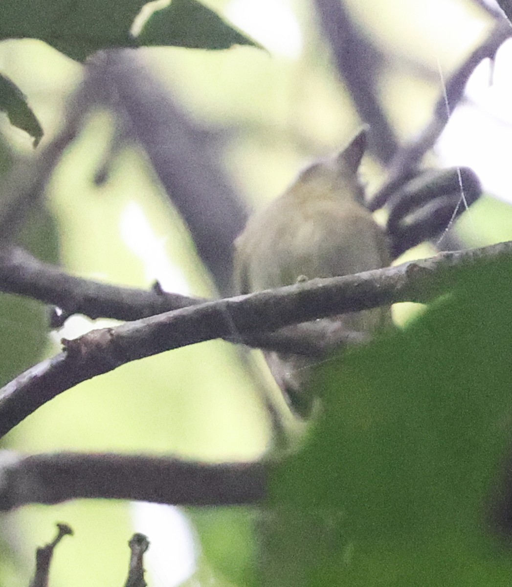 Southern Bentbill - ML645670370