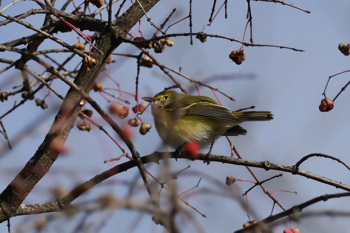 White-eyed Vireo - ML645670371