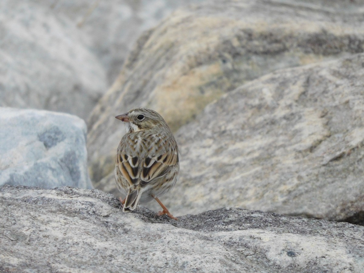 Savannah Sparrow (Ipswich) - ML645670373