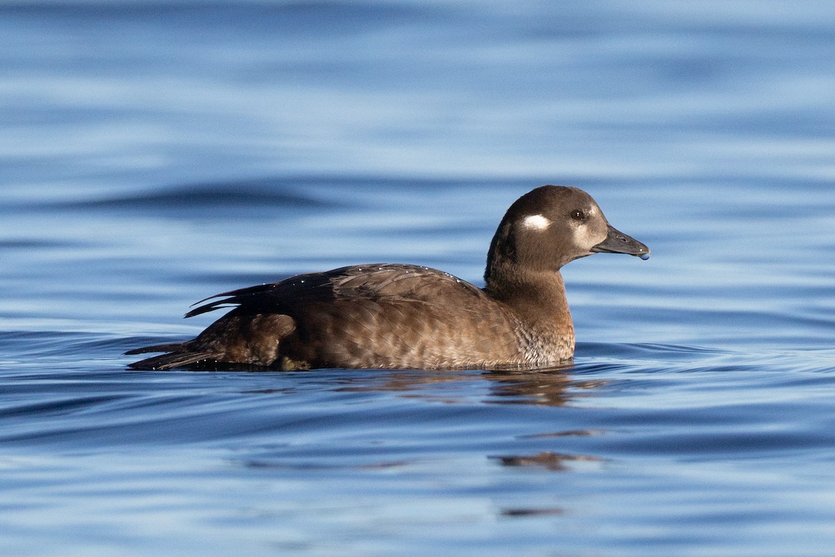 Harlequin Duck - ML645670375
