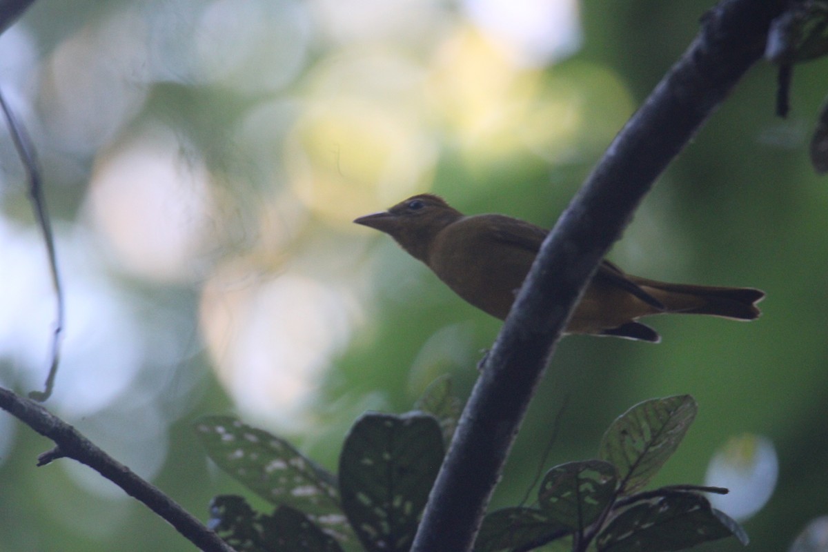 Summer Tanager - ML645670382