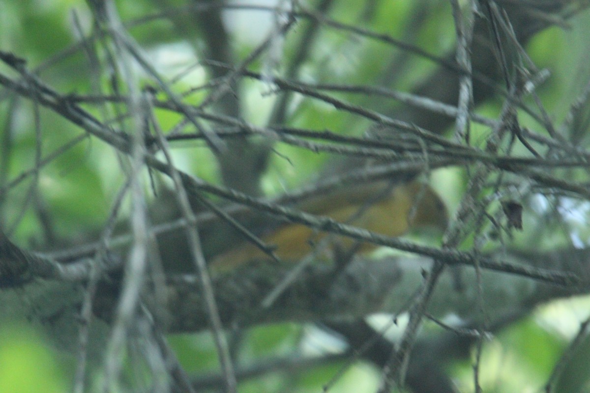 Summer Tanager - ML645670383