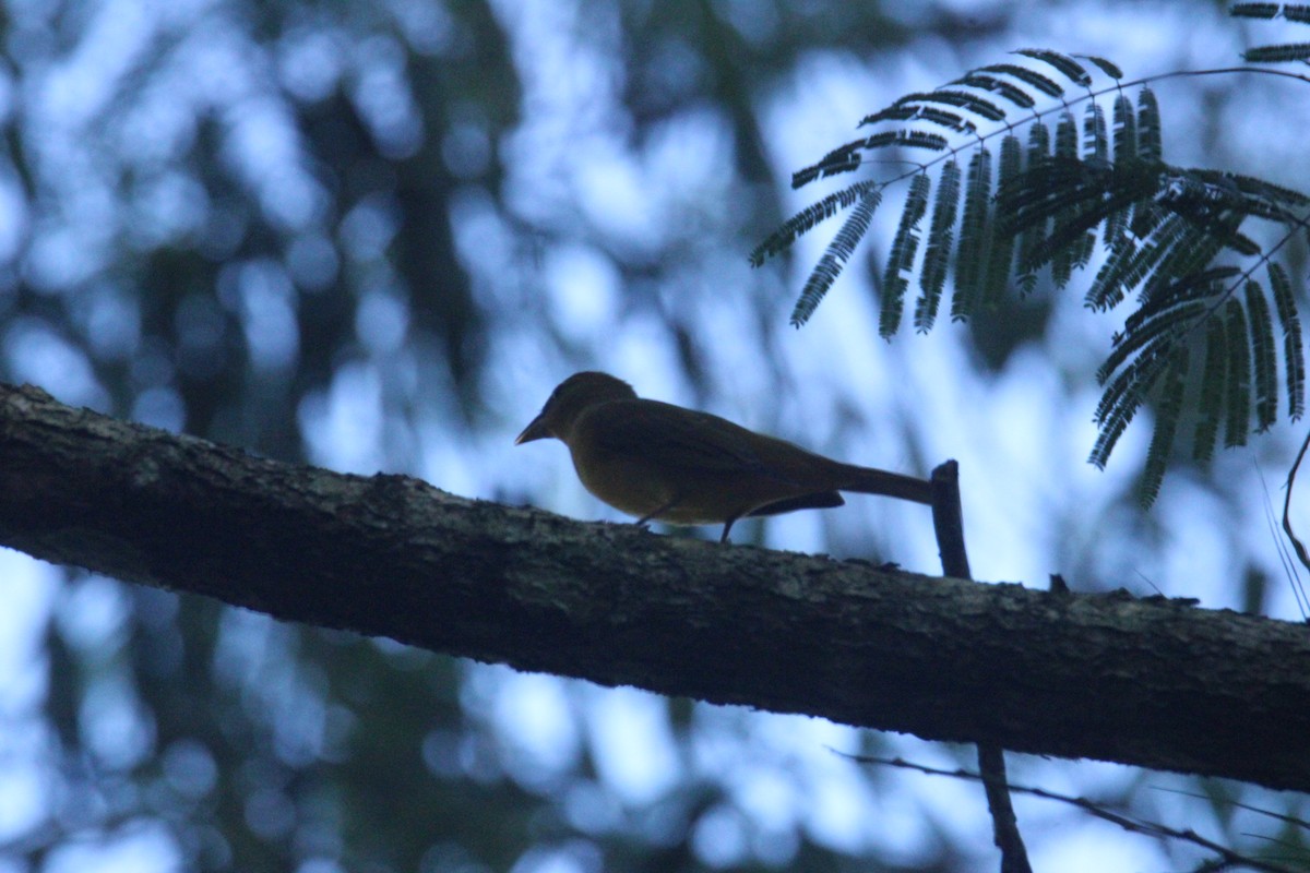 Summer Tanager - ML645670384