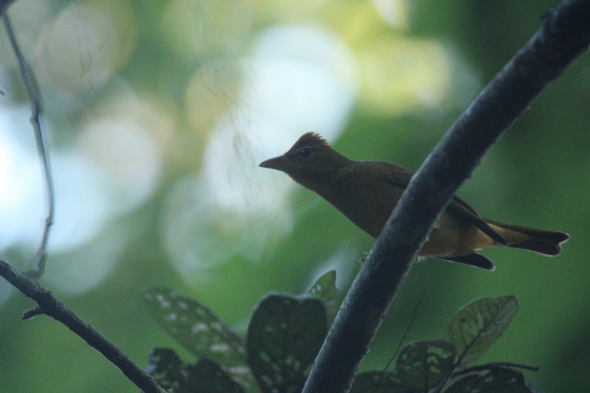 Summer Tanager - ML645670385