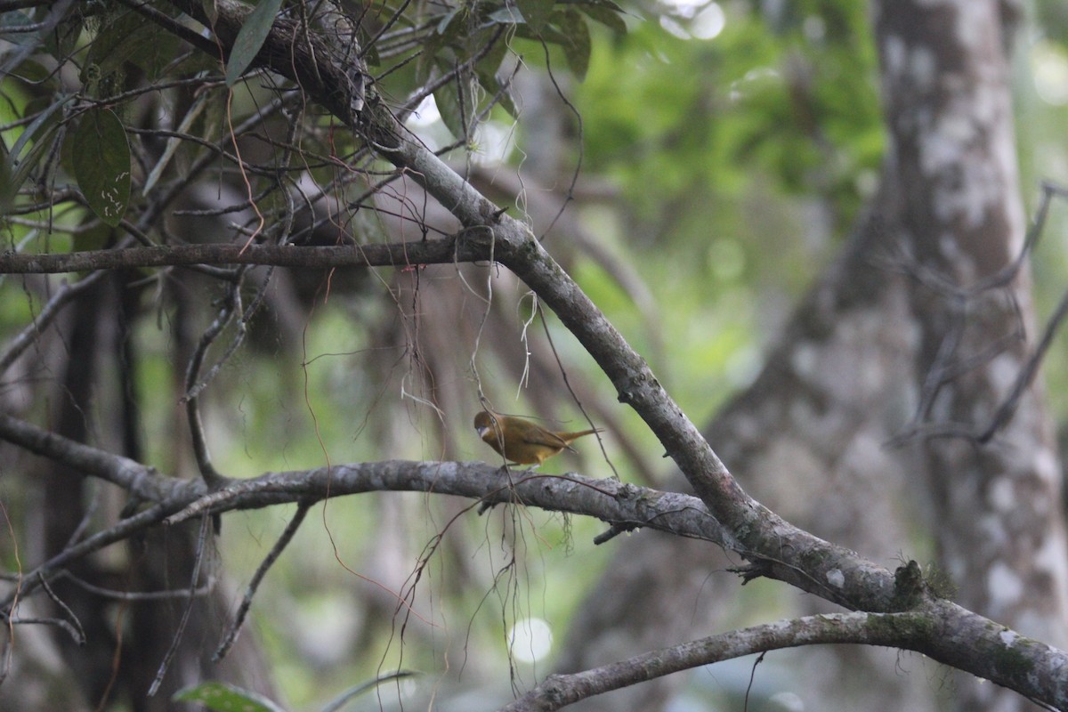 Summer Tanager - ML645670386