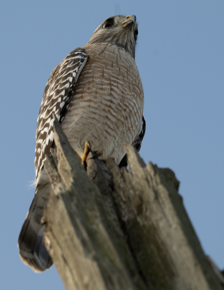 Red-shouldered Hawk - ML645670388