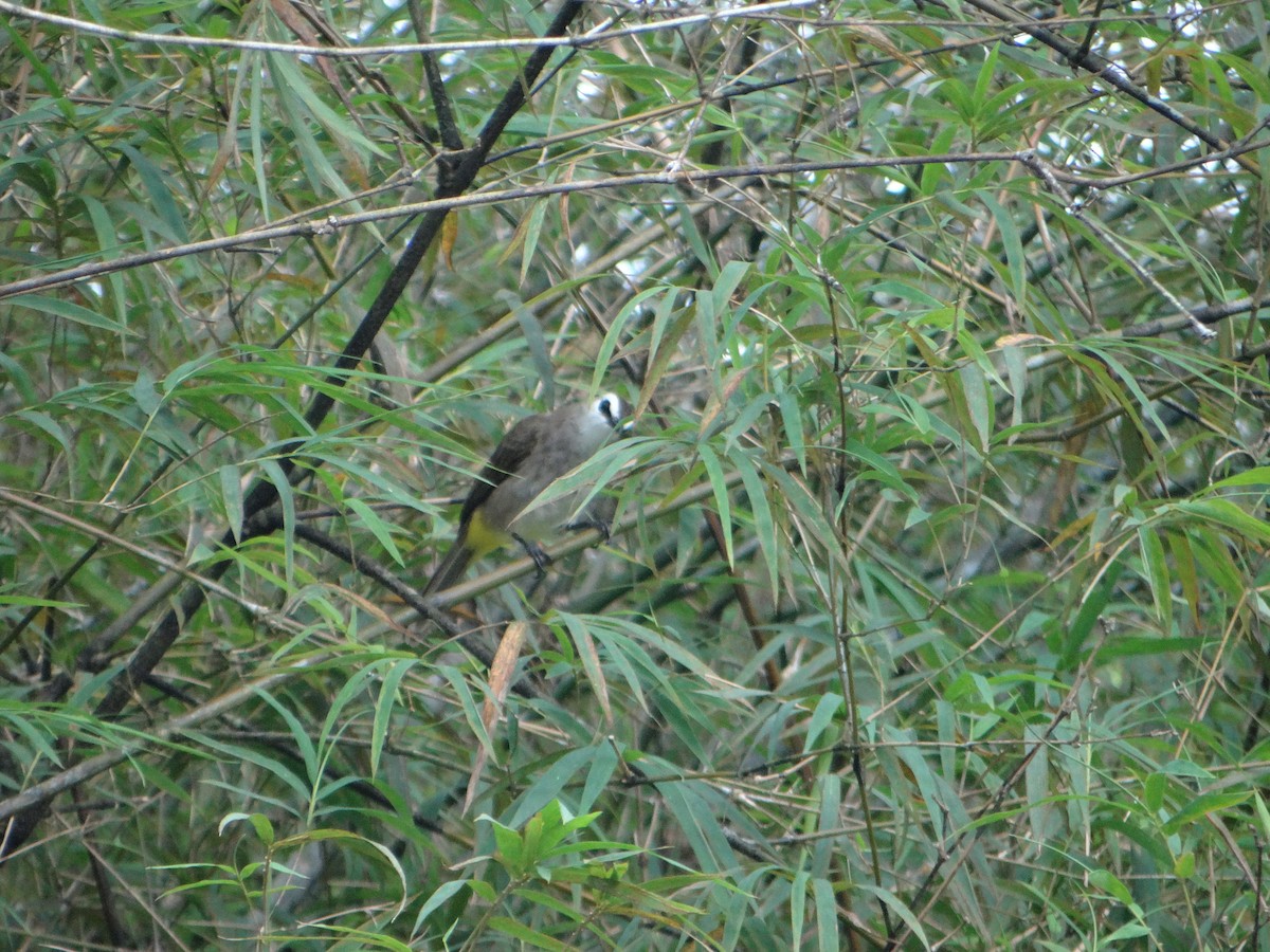 Yellow-vented Bulbul - ML645670390