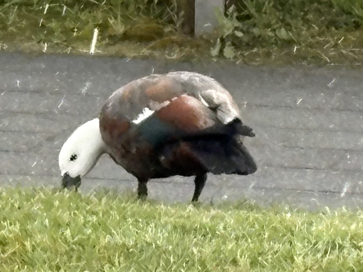 Tarro Maorí - ML645670392