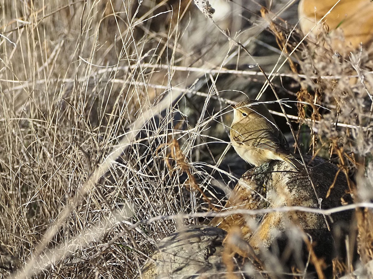 嘰喳柳鶯 - ML645670393