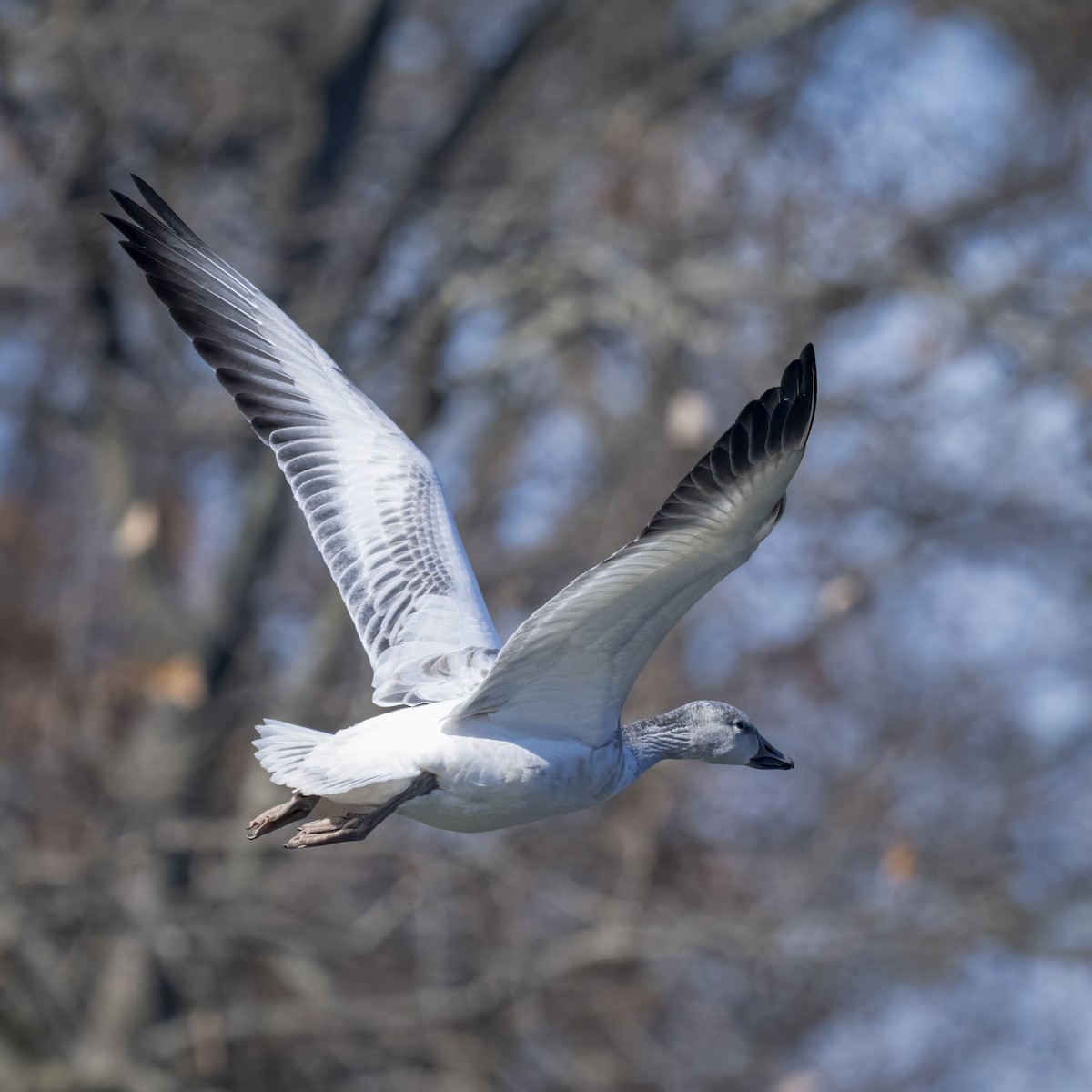 Snow Goose - ML645670405