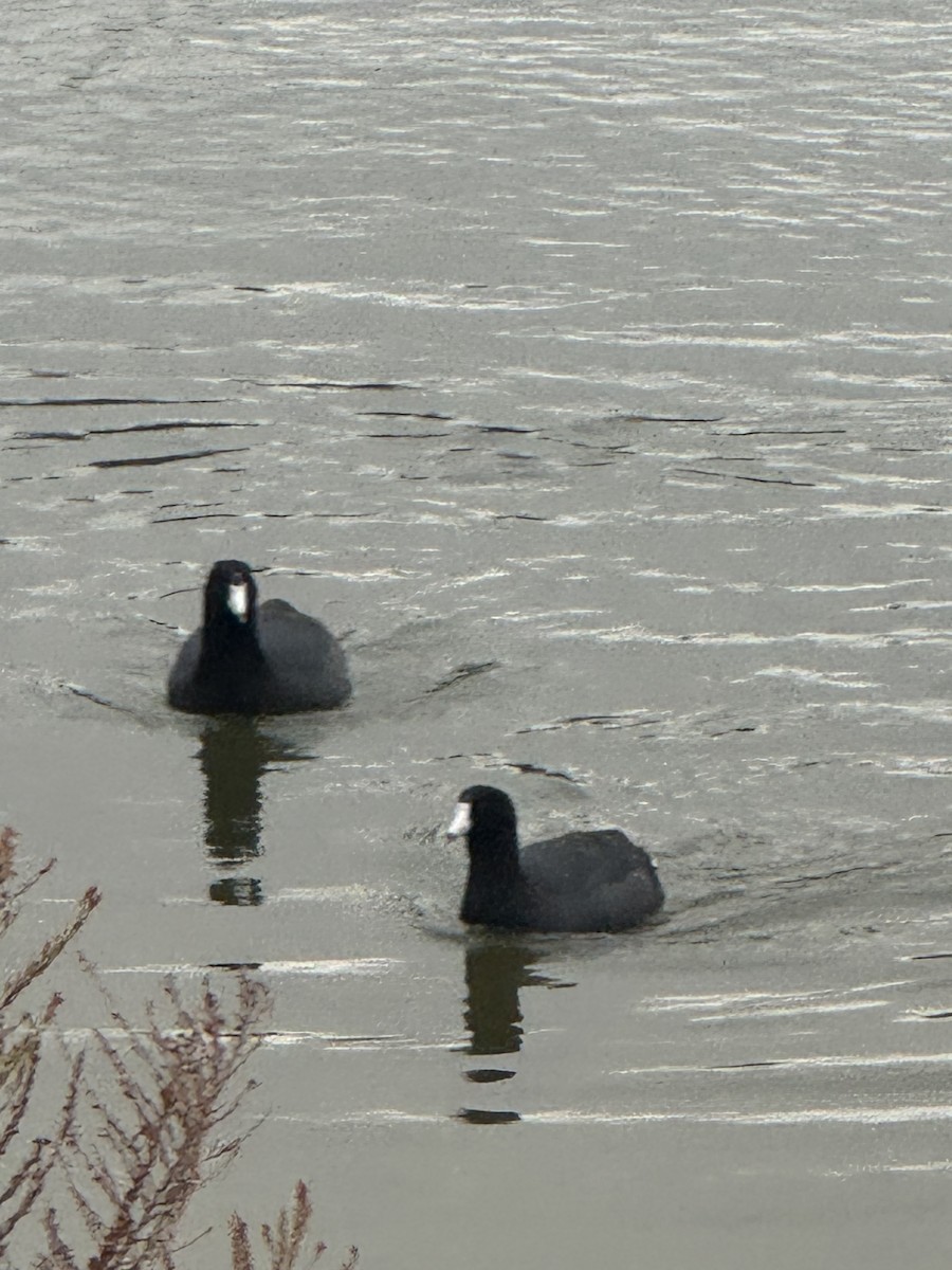 אגמית אמריקנית - ML645670407