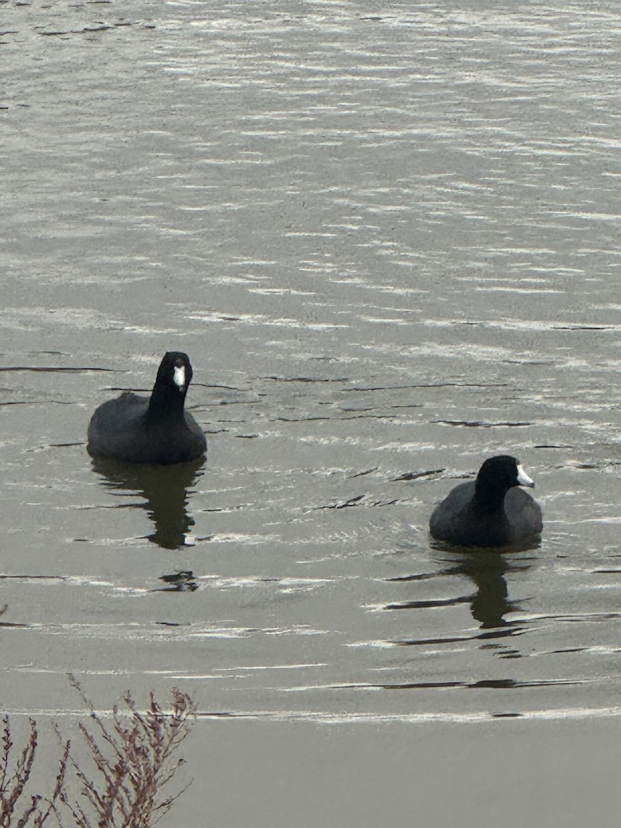 אגמית אמריקנית - ML645670408