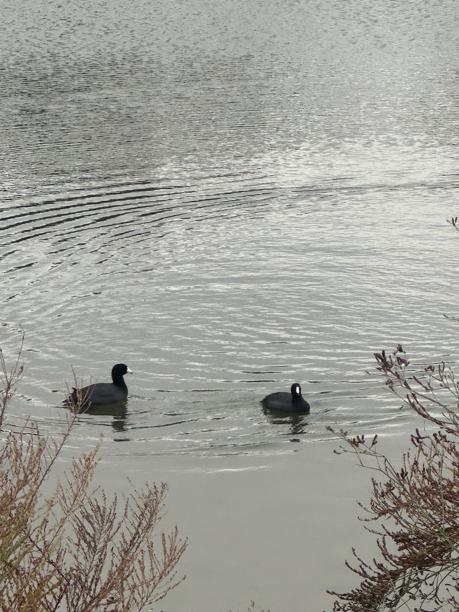 אגמית אמריקנית - ML645670409