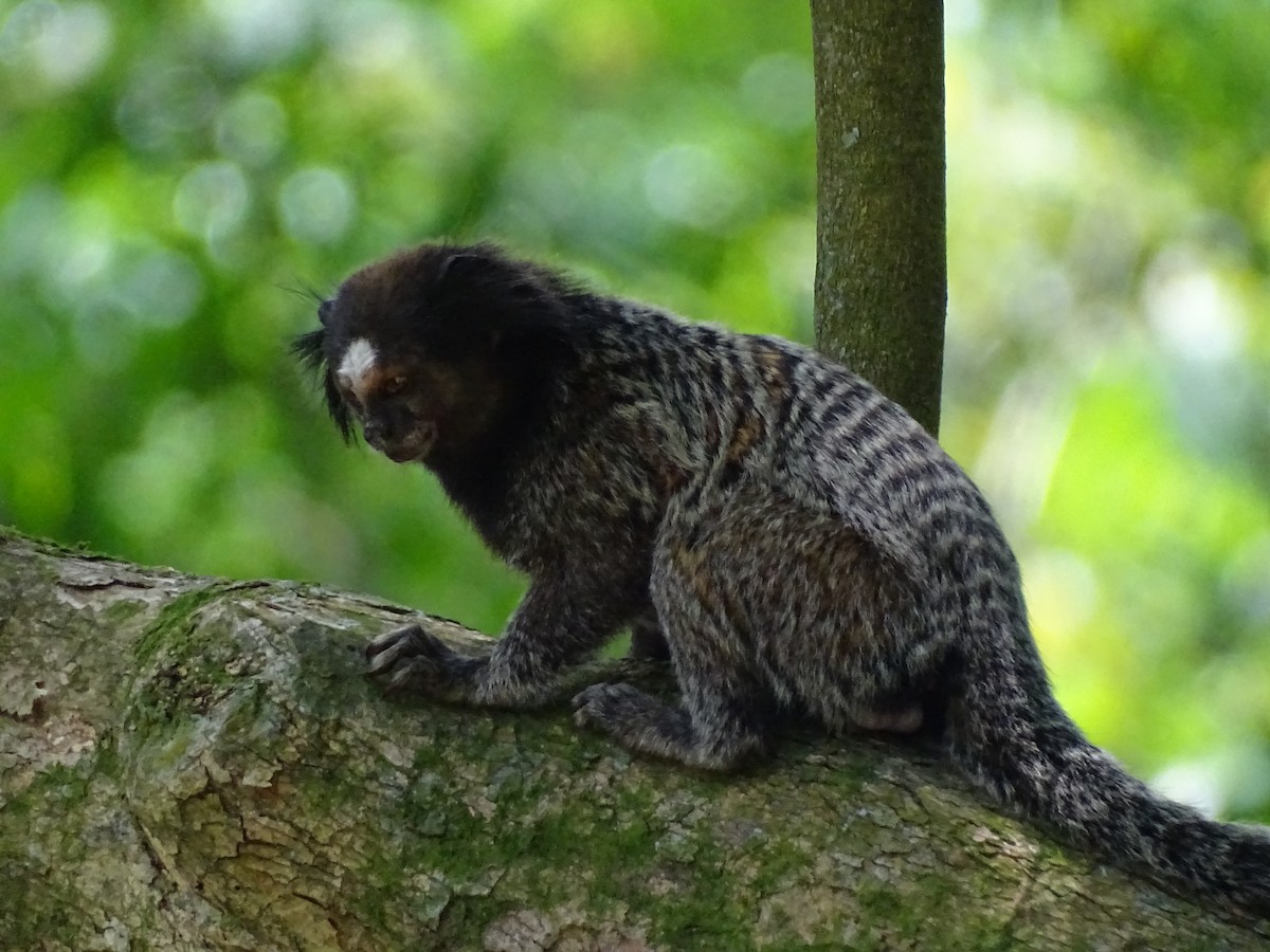 Animals - ML645670416