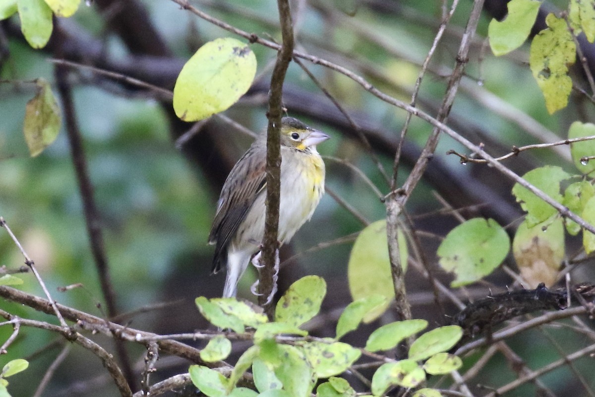 Dickcissel - ML645670425