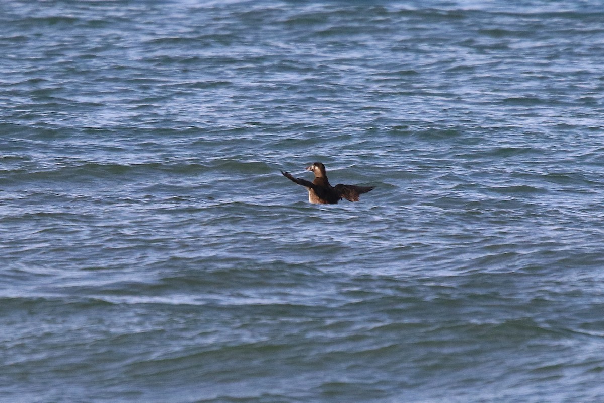 Surf Scoter - ML645670426