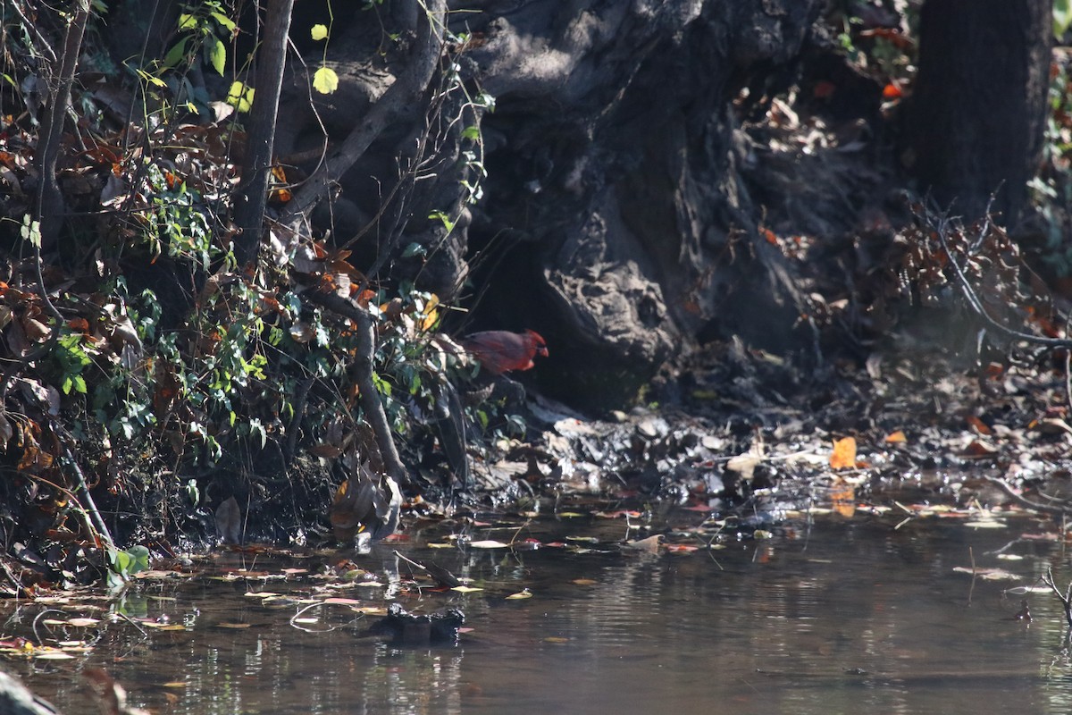 Northern Cardinal - ML645670428