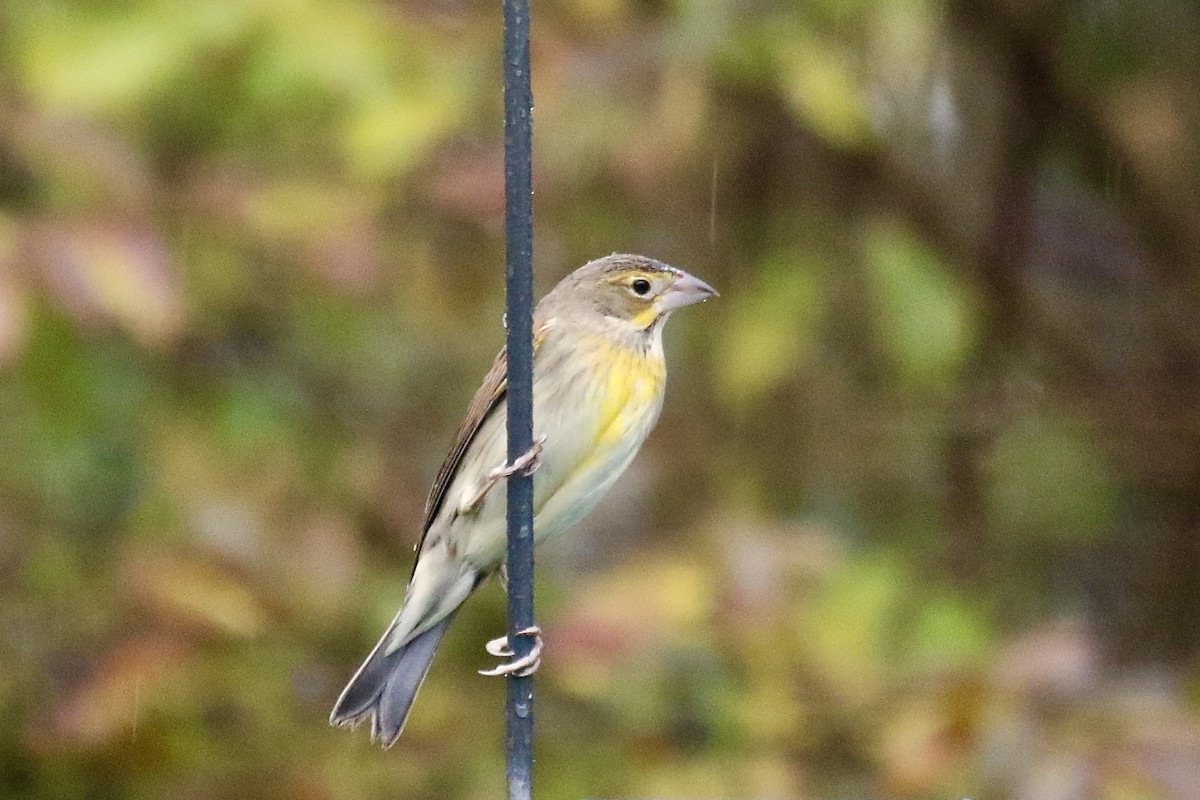 Dickcissel - ML645670430