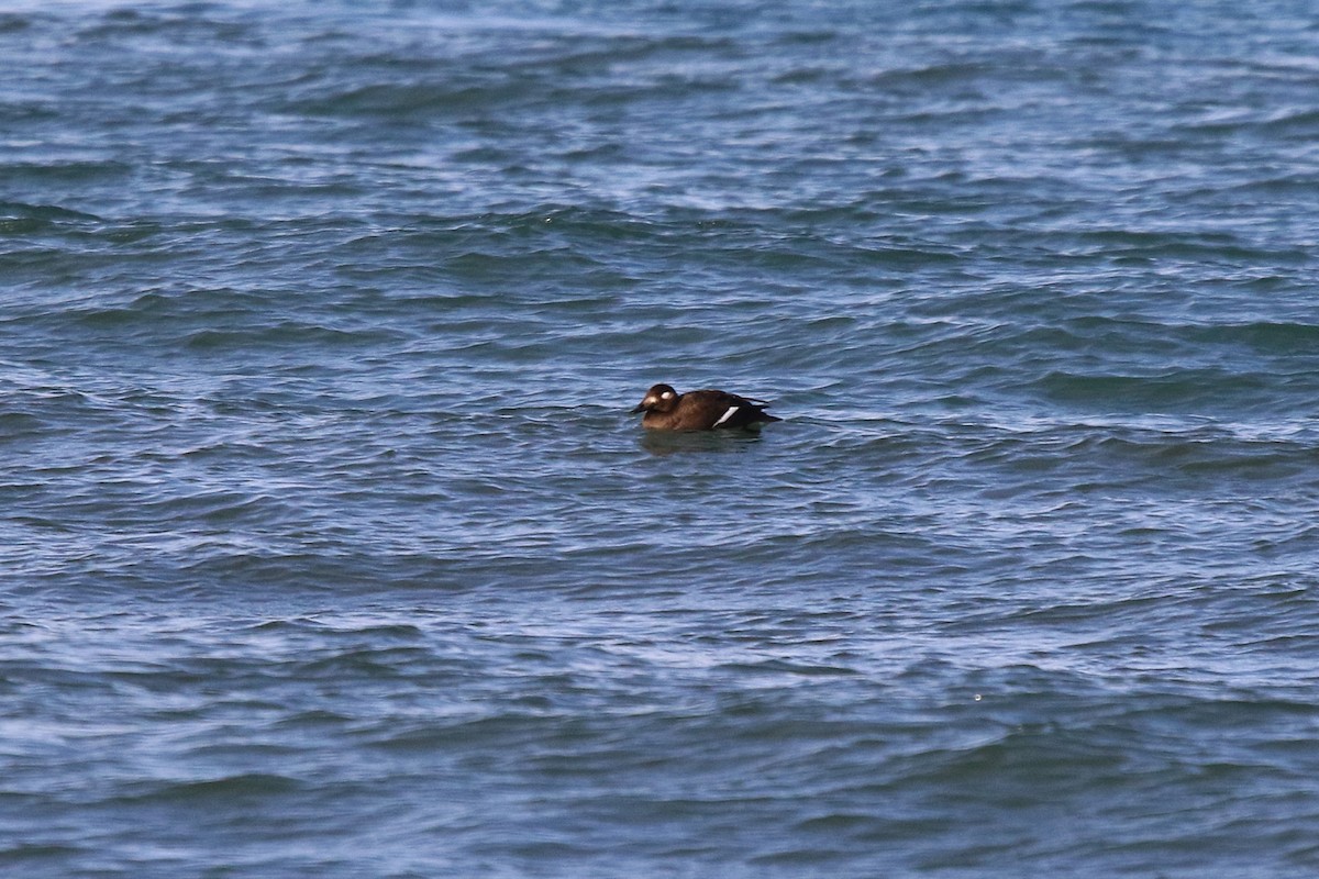 White-winged Scoter - ML645670437