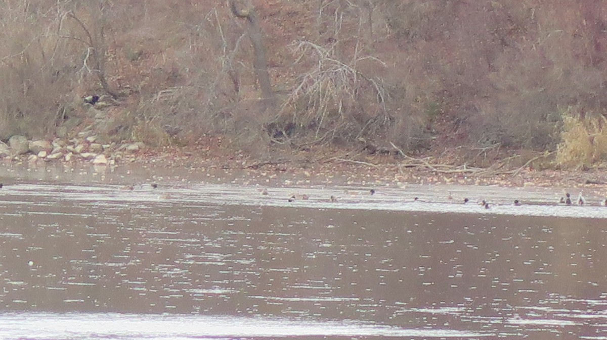 kachna divoká - ML645670443