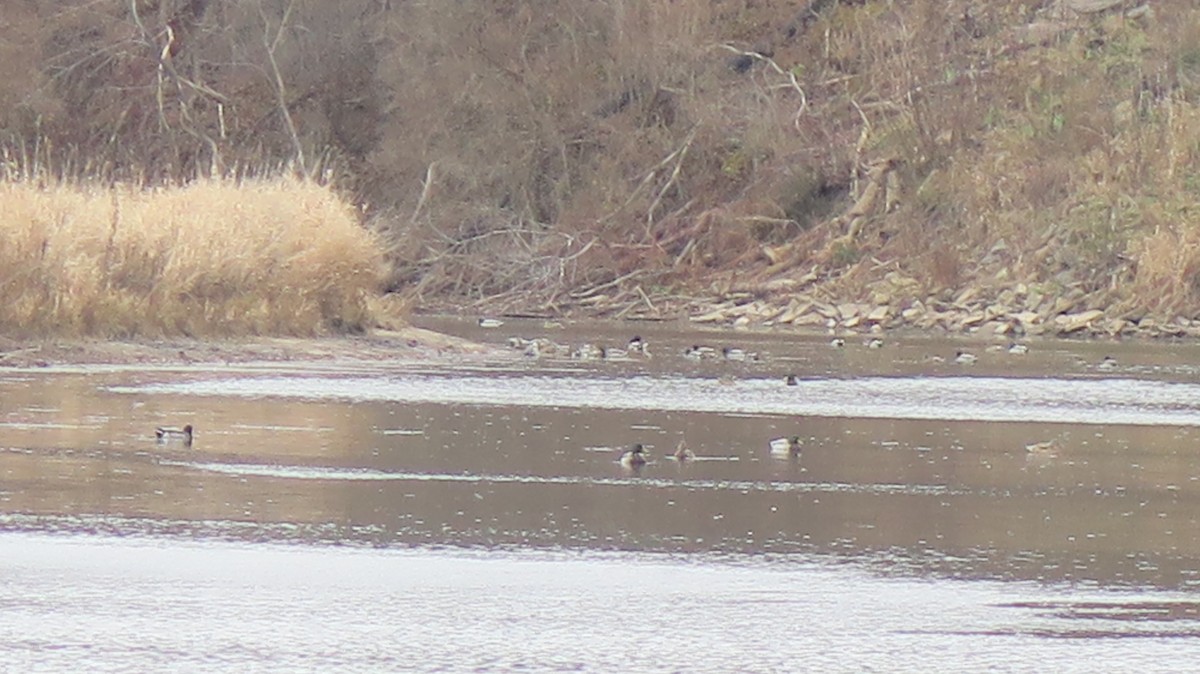 kachna divoká - ML645670445