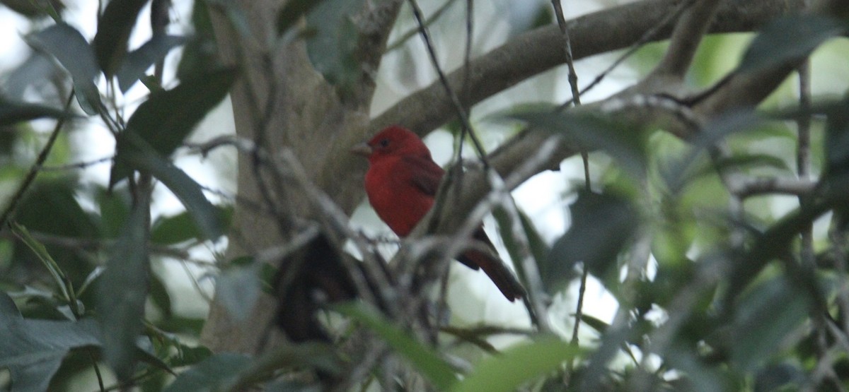 Summer Tanager - ML645670450