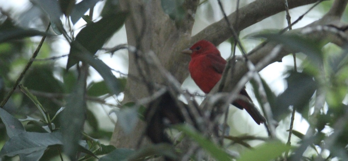 Summer Tanager - ML645670451