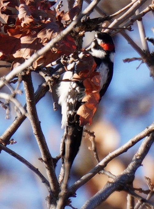 strakapoud osikový - ML645670453