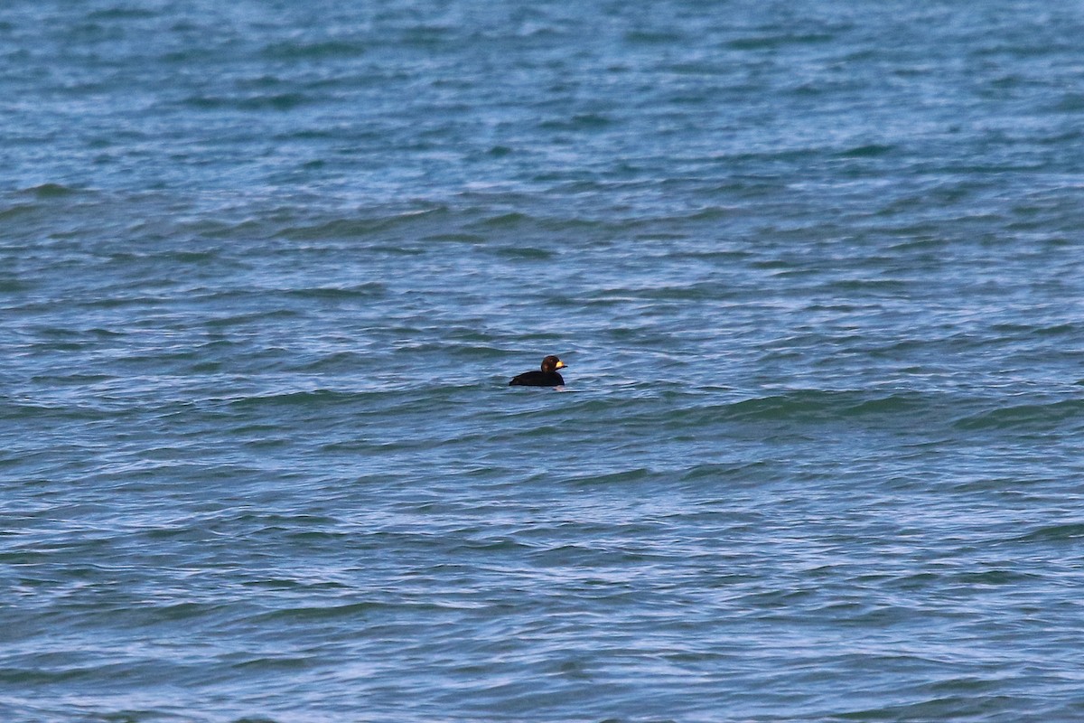 turpan žlutozobý - ML645670456