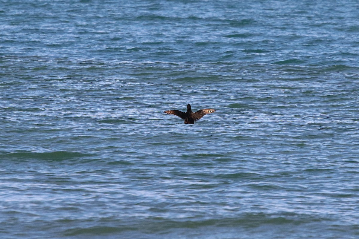 turpan žlutozobý - ML645670458