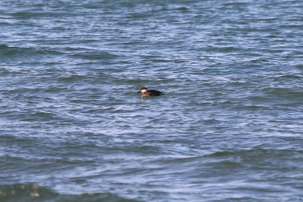 turpan žlutozobý - ML645670465