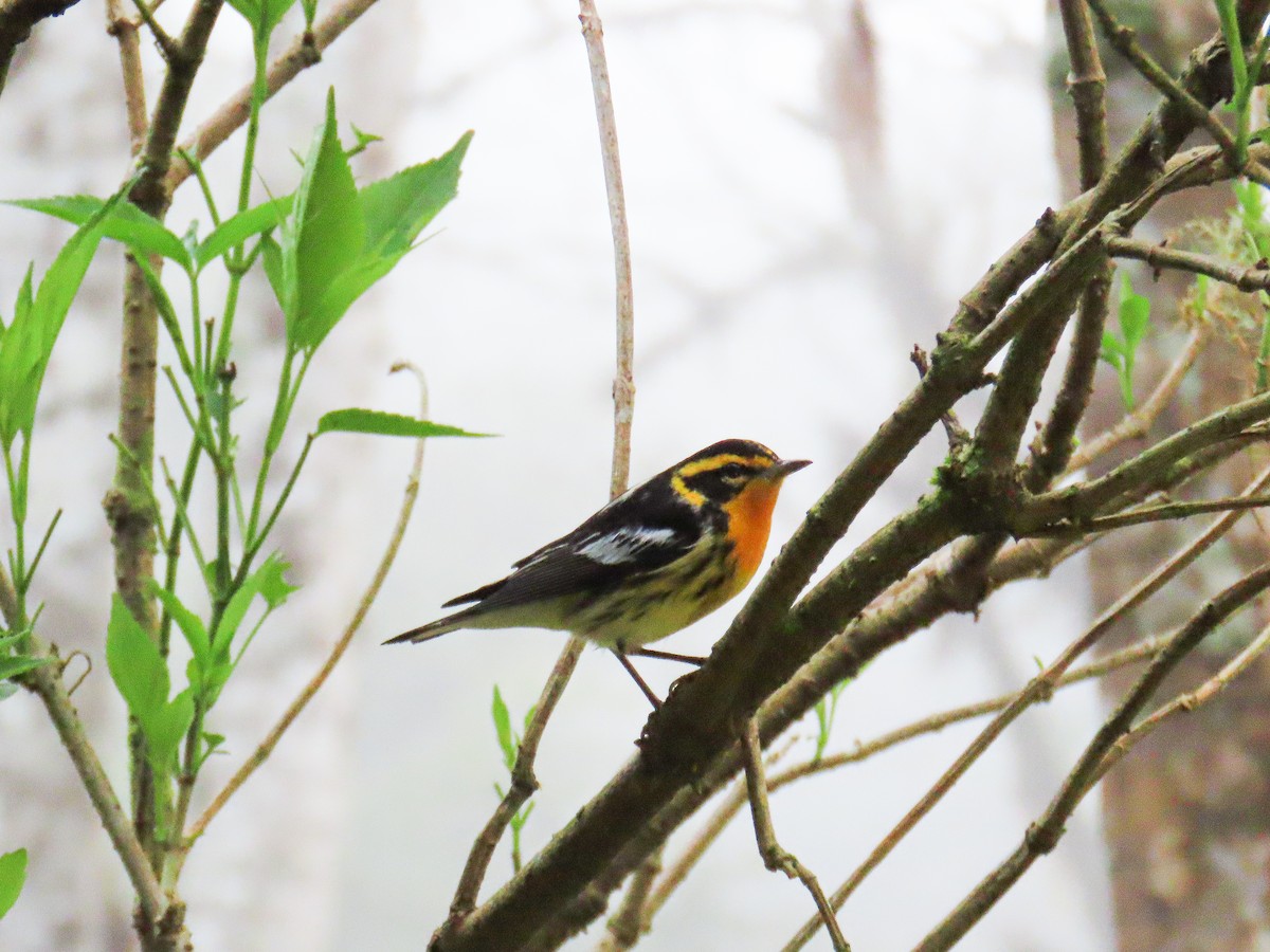 Blackburnian Warbler - ML645670466