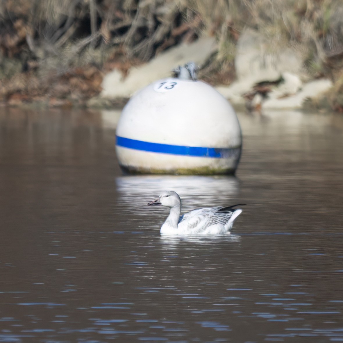 Snow Goose - ML645670469
