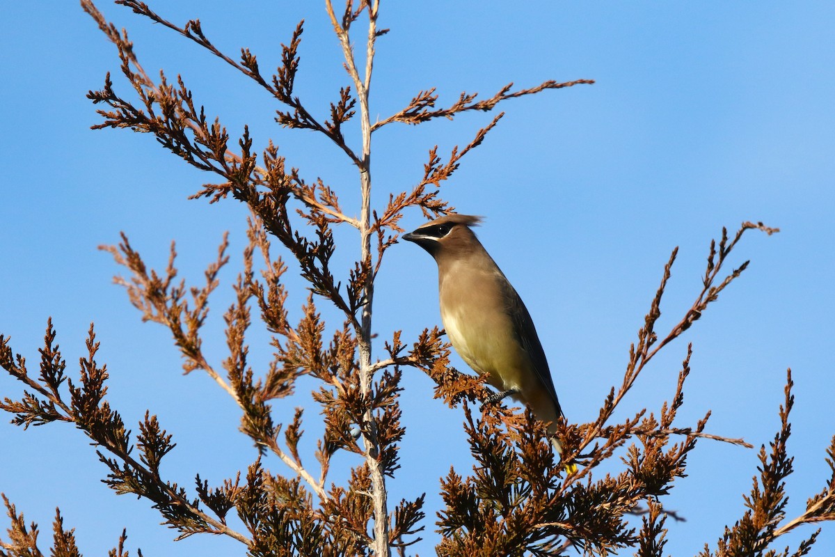 Jaseur d'Amérique - ML645670477