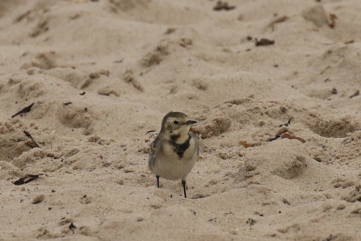 White Wagtail - ML645670482