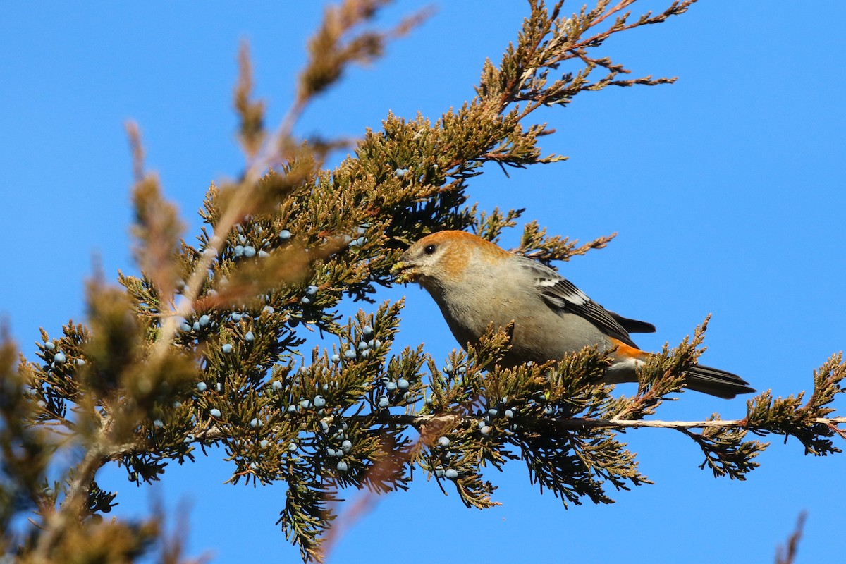 Pine Grosbeak - ML645670492