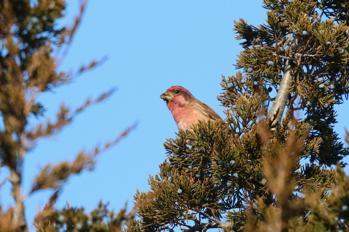 Purple Finch - ML645670496