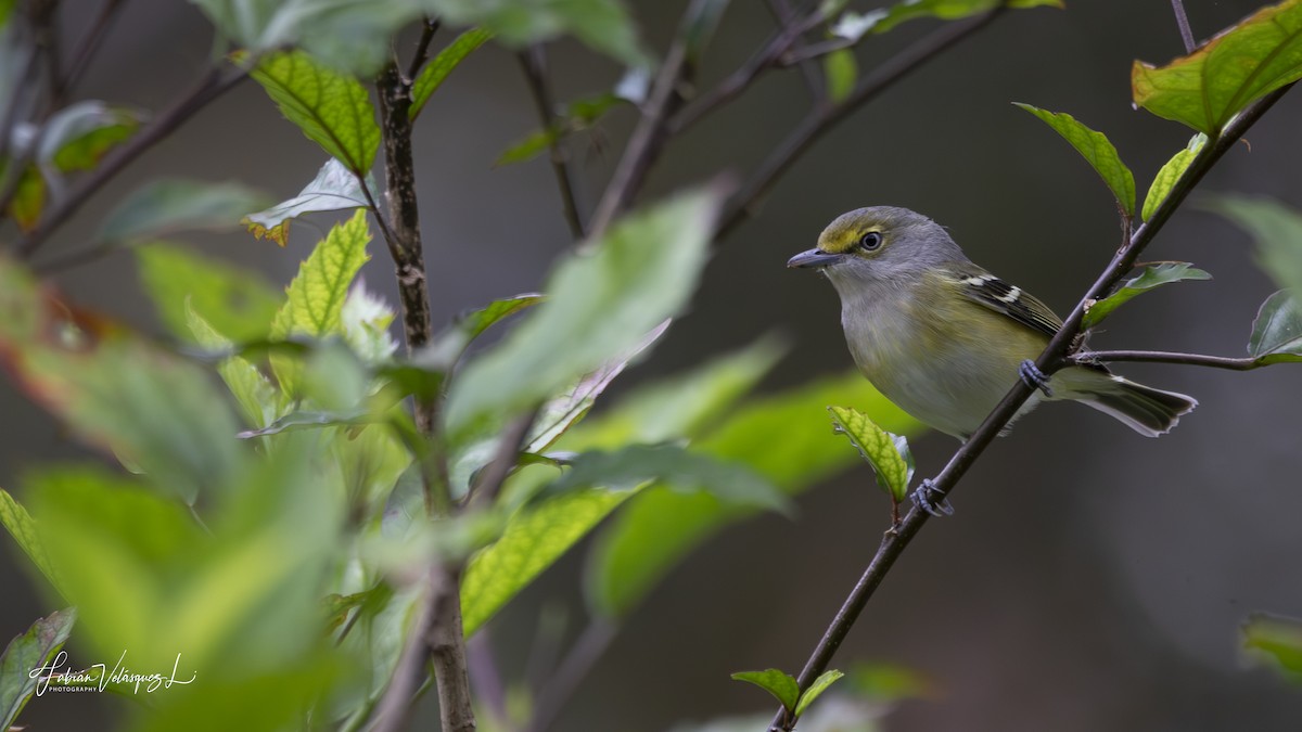 White-eyed Vireo - ML645670501