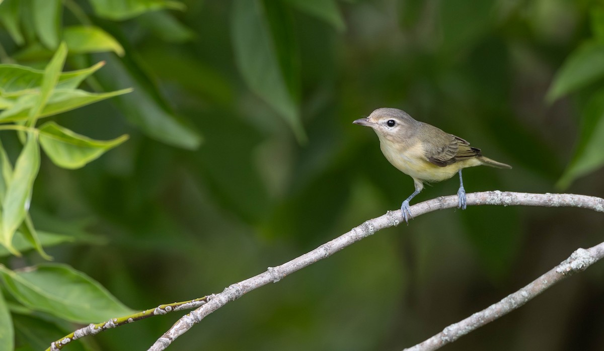 Eastern Warbling Vireo - ML645670530